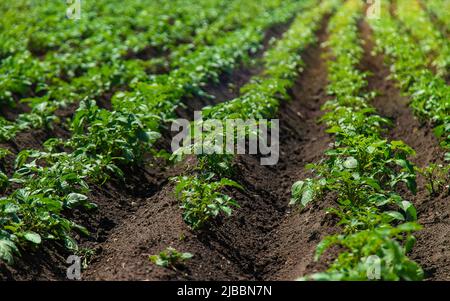 La patata cresce in giardino. Messa a fuoco selettiva. Foto Stock