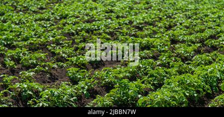 La patata cresce in giardino. Messa a fuoco selettiva. Foto Stock