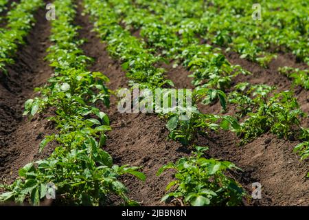 La patata cresce in giardino. Messa a fuoco selettiva. Foto Stock