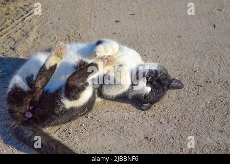 Tuxedo randagio gatto rotolando sull'asfalto, città di Varna, Bulgaria Foto Stock