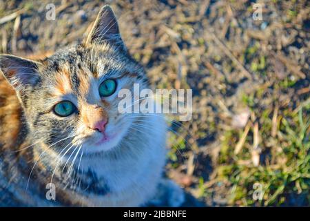 Carino grigio parassita gatto europeo Shortair con segni sulla museruola in posa a terra Foto Stock