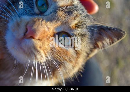 Carino grigio parassita gatto europeo Shortair con segni sulla museruola in posa a terra Foto Stock