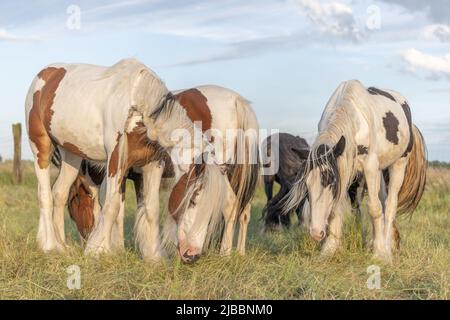 Gruppo di pony irlandesi di COB che mangiano a penna. Alsazia, Francia. Foto Stock