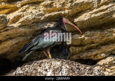Northern Bald Ibis - Geronticus eremita - nel nido della Spagna meridionale Foto Stock