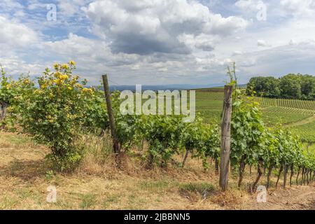 Vigneti a Kaiserstuhl in primavera. Sasbach am Kaiserstuhl, Bade-Wurtemberg, Emmendingen, Friburgo-en-Brisgau, Germania. Foto Stock