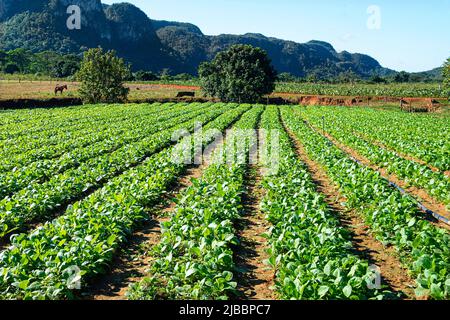 Le linee verde di piante di tabacco su un campo Foto Stock