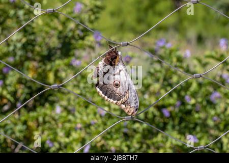 Gigantesco Peacock Moth - Saturnia pyri - Saturniidae. Femmina. Bolonia, Andalusia, Spagna. Foto Stock