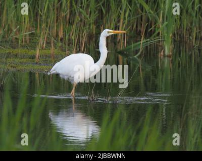 Un grande airbreeding airet bianco che mostra un becco giallo all'inizio di giugno, stagione di riproduzione. Foto Stock