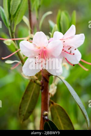 Primo piano di Azalea (Rhododendron) in fiore estate Foto Stock