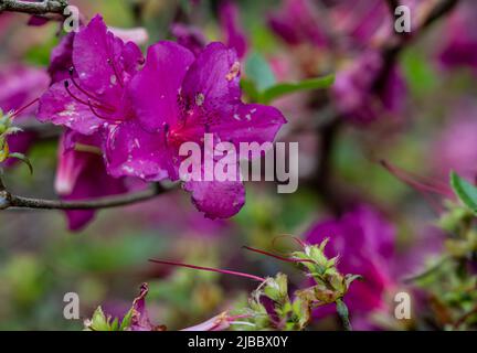 Primo piano di Azalea (Rhododendron) in fiore estate Foto Stock