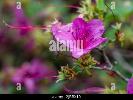 Primo piano di Azalea (Rhododendron) in fiore estate Foto Stock