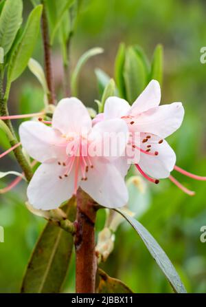 Primo piano di Azalea (Rhododendron) in fiore estate Foto Stock