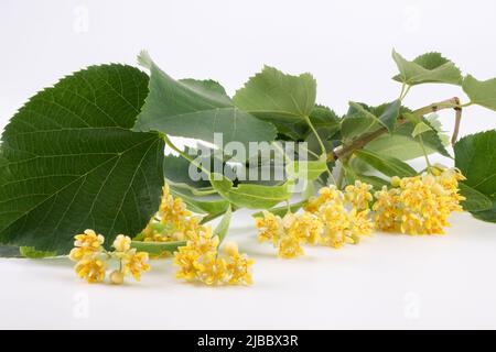 Fiori del tiglio su ramoscello isolato su sfondo bianco (Tilia). Primo piano Foto Stock