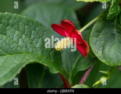 Primo piano della fioritura di Schisandra rubriflora (vite cinese della magnolia) Foto Stock