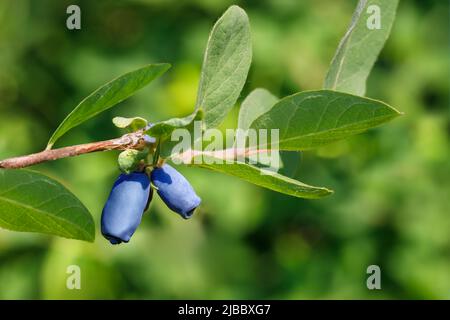 bacche di miele mature sul ramo in giardino Foto Stock