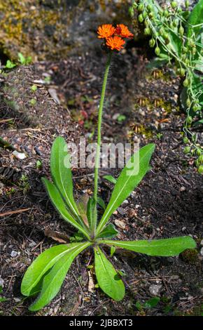 Devils paintbrush (Hieracium aurantiacum), in prossimità della testa di fiori Foto Stock