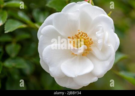 Rosa bianca completamente aperta con germoglio e boccetta in un giardino di rose. Rosa bianca completamente aperta Foto Stock