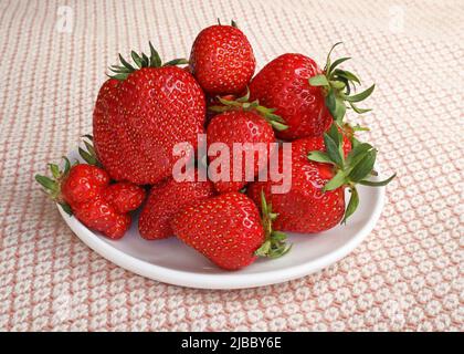 Mucchio di fragole fresche su un piatto bianco. Bacche fresche in estate. Grandi fragole rosse con code verdi su un tavolo con una tovaglia. Foto Stock