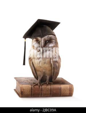 WOWL saggio isolato su uno sfondo bianco Foto Stock