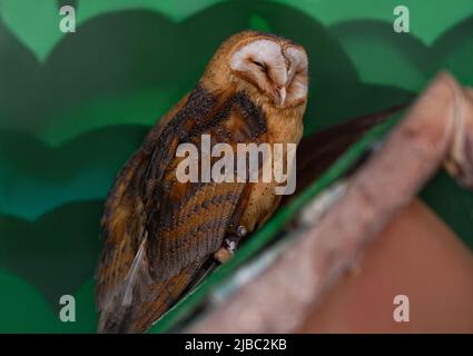 Il fienile comune, Typto alba, sta spianando, seduto su un posatoio nel recinto zoo. Primo piano. Foto Stock
