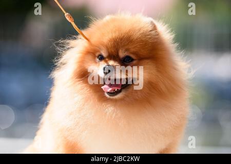 Un allegro bel pomerano su un guinzaglio sorride, attaccando la sua lingua. Il cane è illuminato dalla luce del sole. Verticale. Primo piano. Foto Stock