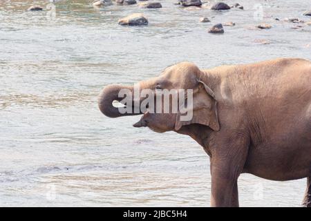 Un elefante asiatico giovanile in Sri Lanka beve acqua dal fiume in cui si trova. Foto Stock