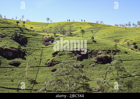 Il tè cresce in Sri Lanka su pendii ripidi con alberi intervallati per aiutare a prevenire l'erosione. Foto Stock