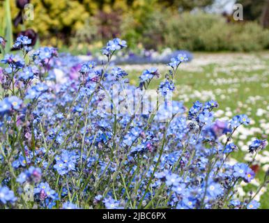 Carichi di dimentichi-me-not che crescono a Somerset, Inghilterra in maggio. Foto Stock
