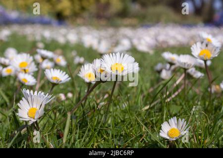 Nel mese di maggio crescono ampie distese di margherite inglesi (margherite di prato, margherite comune, margherite europea) in un'ampia area di parco aperto. Foto Stock