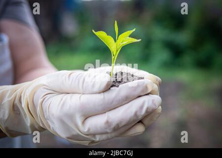 Mani umane che tengono verde pianta piccola nuovo concetto di vita. Una ciliegia che semina nelle mani di una donna anziana. La nonna sta piantando un albero nel giardino. Foto Stock