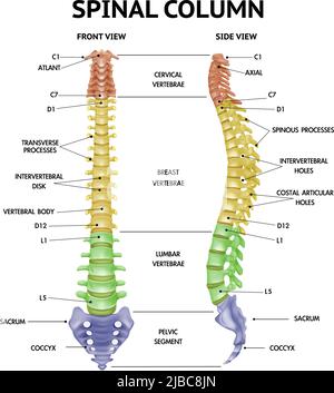 Colonna vertebrale anatomia viste frontali laterali realistiche info-chart medico umano scheletro parti libro di testo figura illustrazione vettoriale Illustrazione Vettoriale