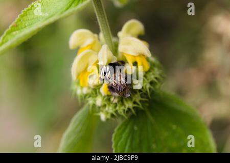 Giardini segreti - Bee Nectaring sulla Sage Turca, Phlomis russeliana Foto Stock