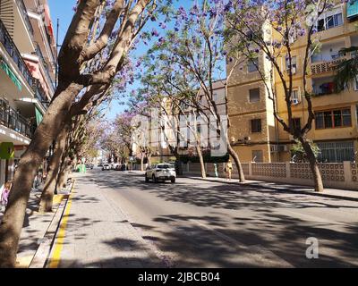 Alberi Jacaranda fioriti lungo Mijas avenue.Fuengirola, provincia di Malaga, Spagna. Foto Stock