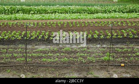 Piantare barbabietole rosso irrigatore campi irrigazione robot irrigazione automatico acqua tubo coltivato, spray fattoria agricoltura Beta vulgaris piantare bio coltivatore Foto Stock