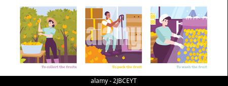 Illustrazioni vettoriali isolate color agrume piatte di persone che raccolgono la confezione e lavano la frutta Illustrazione Vettoriale