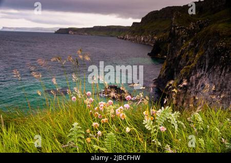 Fiori selvatici e erba fluttuante alle scogliere oceaniche sulla costa di Antrim nell'Irlanda del Nord. Foto Stock