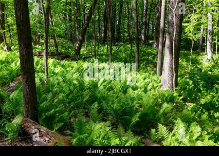 La felce di struzzo (Matteuccia struthiopteris) nella foresta primaverile. Matteuccia è un genere di felci di specie note anche come felci struzzo Foto Stock