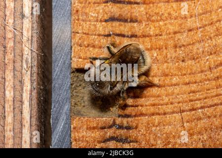 Red Mason ape femmina (Osmia bicornis) sigillare il suo nido buco dopo aver deposto le uova in un hotel di api, Hampshire, Inghilterra, Regno Unito, all'inizio di giugno Foto Stock