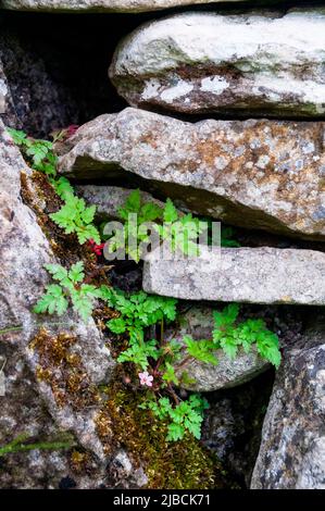 Pietre impilate a Loughcrew nella contea di Meath, Irlanda. Foto Stock