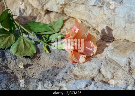 Fiore rosa di ibisco con un ramo e foglie giace su una pietra in montagna. Primo piano. Foto Stock