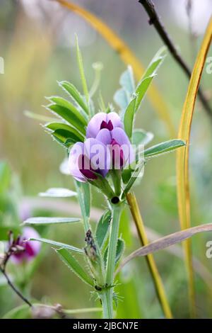 Vicia sativa subsp. Nigra, Vicia angustifolia subsp. Segetalis, Common vetch, Fabaceae. Pianta selvaggia sparata in primavera. Primo piano. Foto Stock