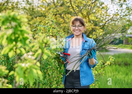 Donna giardiniere in guanti con potatrice taglia rami secchi su cespuglio di ribes nero Foto Stock