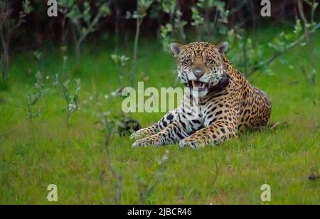 Jaguar (Panthera onca), grande maschio colared che riposa sulla riva del fiume Foto Stock