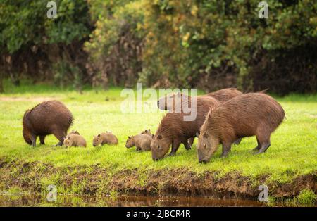 Famiglia di capybara (Hydrochoerus hydrochaeris) a riva del fiume Foto Stock