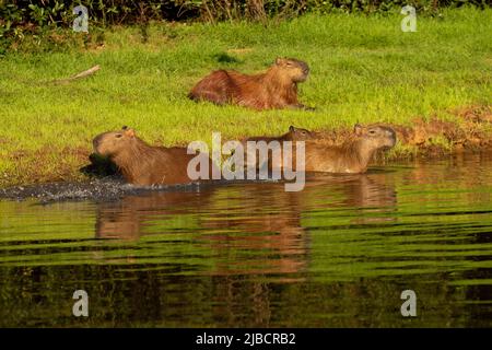 Famiglia Capybara (Hydrochoerus hydrochaeris) sulla riva del fiume Foto Stock