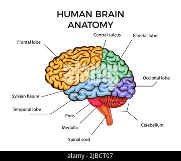 Diagramma infografico dell'anatomia cerebrale umana con sezioni e descrizione del testo illustrazione vettoriale piatta Illustrazione Vettoriale