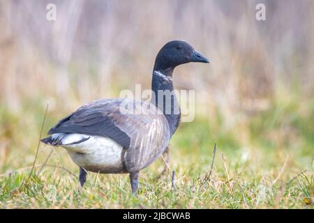 Brent o brent oca, Branta bernicla, foraging in un prato. Punto di vista basso. Foto Stock