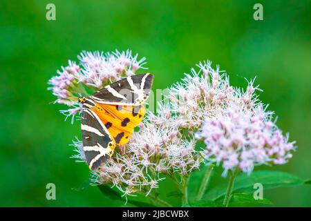 Close up di un Jersey Tiger butterfly, Euplagia quadripunctari, nettare di alimentazione su un fiore. Si tratta di un un giorno-flying moth Foto Stock