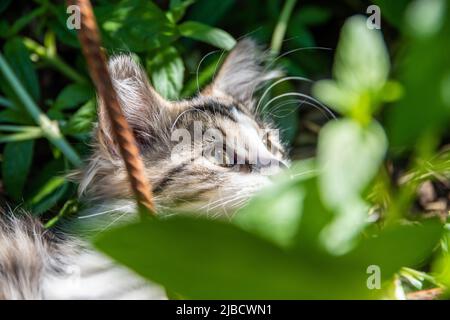 Giovane gatto bianco tabby nascosto dietro alcune piante verdi in un giardino Foto Stock