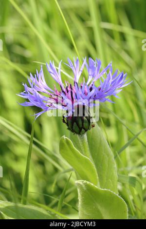 primo piano di un bellissimo centaurea montana illuminato dal sole in un prato Foto Stock